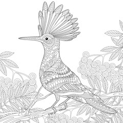 Stylized hoopoe (Upupa epops) sitting on tree branch among rowan berries. Freehand sketch for adult anti stress coloring book page with doodle and zentangle elements. © Sybirko