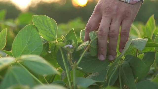 Green leaves of soy bean in hand.