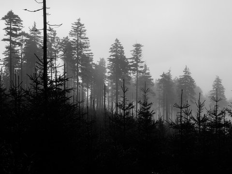 Silhouettes of young and old coniferous trees on foggy day . Black and white image.