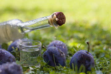 Plum brandy or schnapps with fresh and ripe plums  - obrazy, fototapety, plakaty
