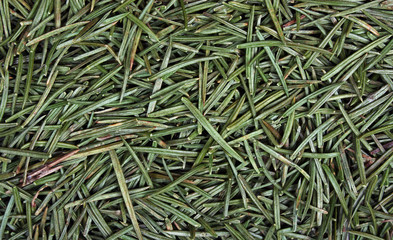 Detail of green spruce needles texture