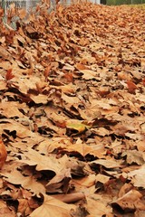 a ground full of autumn leaves