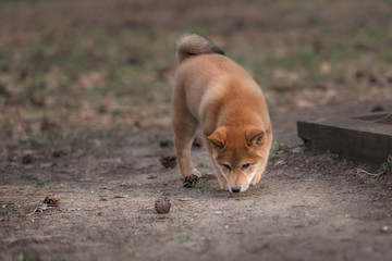 The puppy Shiba inu is playing with the fir cones