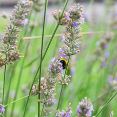 Bumblebee collects nectar on lavender