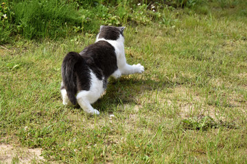 Cat playing with a mouse trapped.