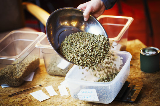 Specialist coffee shop. A person pouring green natural state coffee beans into a tub. 