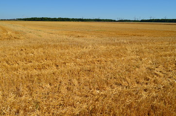 Champ après la moisson.