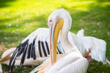 Portrait of a pelican
