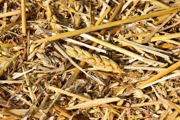 Dry golden yellow straw closeup. Farming harvest background. Agricultural pressed thatch wall texture.