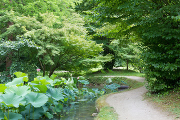 Obraz premium Trail in the Wood with Lotus Flowers in a Pond