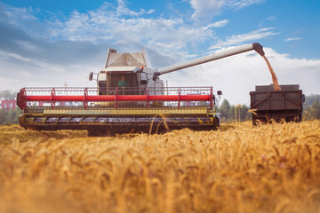 Combine-harvester pours wheat grain to trucks. Cloudly blue sky. Horizontal. Working concept