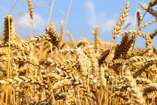 Ears of ripe wheat growing in a wheat field
