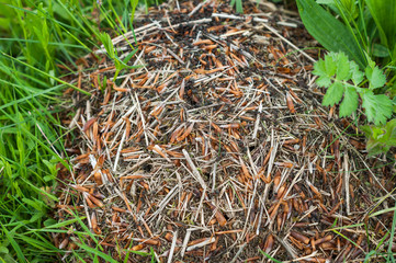 Big anthill with colony of ants in summer forest