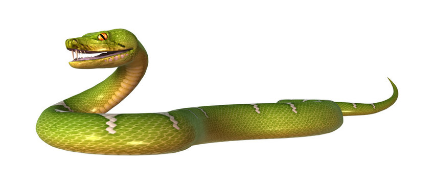 3D Rendering Green Tree Python on White