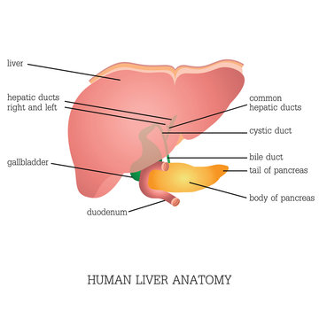 Structure and function of Human Liver Anatomy .