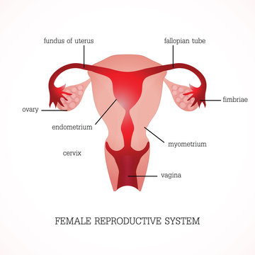 Structure and function of Human Female reproductive.
