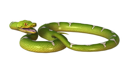 Fototapeta premium 3D Rendering Green Tree Python on White