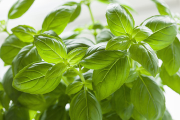 fresh basil leaves herb background