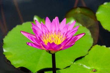 Lotus Pink is Buddha © chatdanai