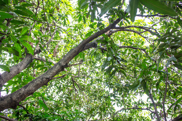 Under the shade of tall trees in tropical Thailand