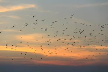 Sunset sky with birds.