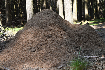 Large anthill in a forest, trees in the background