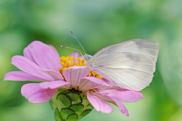 close up of white butterfly on pink zinnia flower