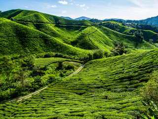 Tea Plantation on the mountain at Cameron Highlands, Malaysia
