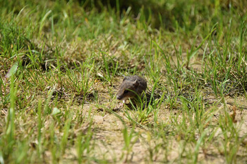 Mouse in the grass looks if not near a cat