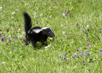 Skunk in little purple wildflowers