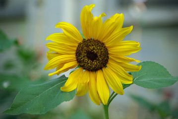 Tournesol jaune vif au printemps, Jardin des Plantes Paris