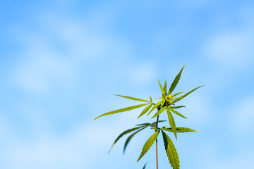 Fototapeta na wymiar medical cannabis marijuana