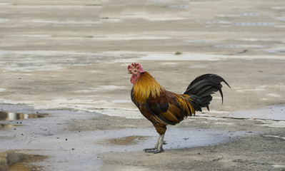 old chicken stand on cement floor