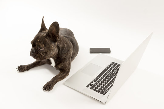 Hund Computer und Smartphone