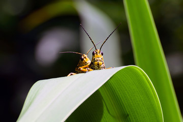 Eastern Lubber Grasshopper Spring Hill botanical garden,Florida