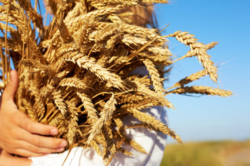 Picture close up of two hands holding golden wheat spikes on fie
