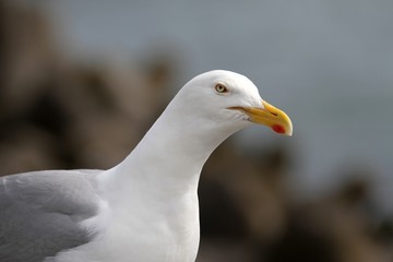 goélands argentés en bretagne