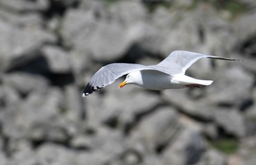 Obraz premium goélands argentés en bretagne