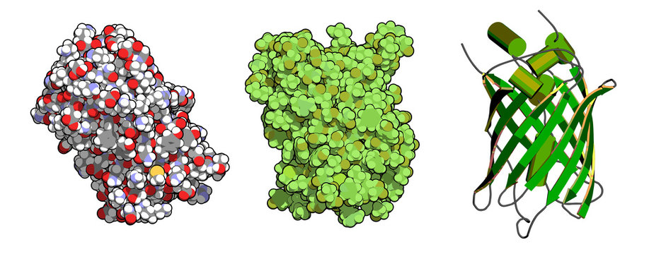 Green Fluorescent Protein (GFP), Chemical Structure. 