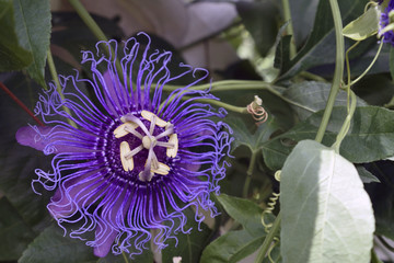 An open purple passion flower.

