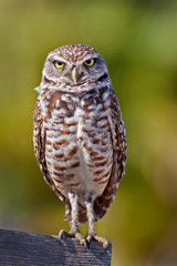 Burrowing Owl: Athene cunicularia