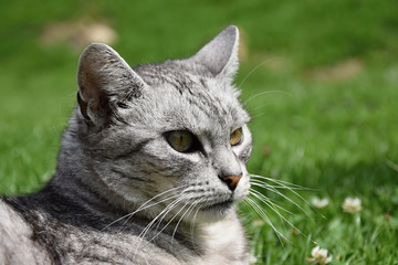 Tabby gray cat staring romantically into the distance