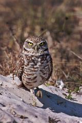 Burrowing Owl - Athene cunicularia.