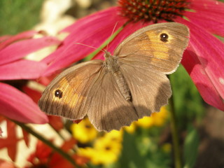 Motyl strzępotek ruczajnik na jeżówce © wikaka