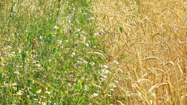 Static shot of a of golden wheat field border with green grass. agriculture industry scene. Summer season time. 4K stock footage clip
