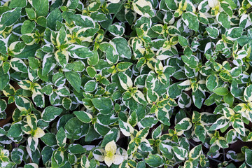 Texture of Green Leaf for background