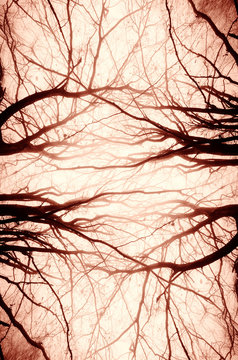 abstract tree branches spooky background
