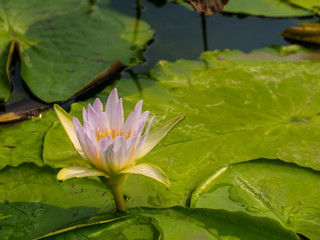 Pink Lotus Flower in the pool