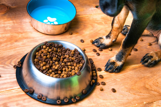 Dog is going to eat food from a bowl