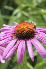 bee on a marguerite